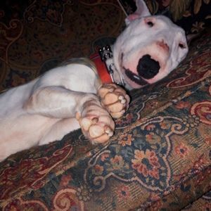 Meet your Posher, Billy